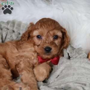 Rusty, Cavapoo Puppy